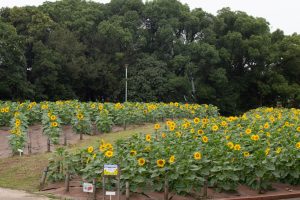 荒子川公園、ひまわり、10月の夏の花、名古屋市中川区の観光・撮影スポットの画像と写真