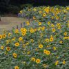 荒子川公園、ひまわり、10月の夏の花、名古屋市中川区の観光・撮影スポットの画像と写真