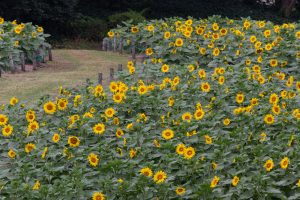 荒子川公園、ひまわり、10月の夏の花、名古屋市中川区の観光・撮影スポットの画像と写真