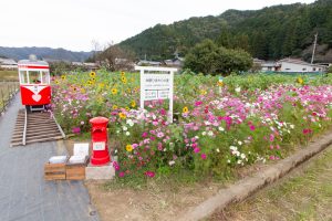 洲原ひまわりの里、ひまわり、コスモス、夏と秋の花、岐阜県美濃市の観光・撮影スポットの画像と写真