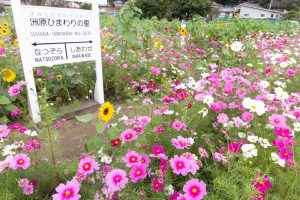 洲原ひまわりの里、ひまわり、コスモス、夏と秋の花、岐阜県美濃市の観光・撮影洲原ひまわりの里、ひまわり、コスモス、夏と秋の花、岐阜県美濃市の観光・撮影スポットの画像と写真