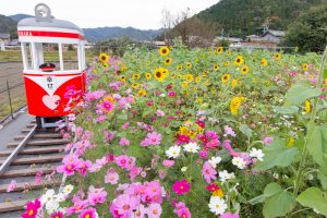 洲原ひまわりの里、ひまわり、コスモス、夏と秋の花、岐阜県美濃市の観光・撮影スポットの画像と写真