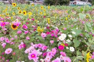 洲原ひまわりの里、ひまわり、コスモス、夏と秋の花、岐阜県美濃市の観光・撮影スポットの画像と写真