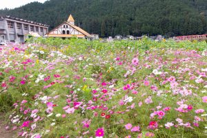 洲原ひまわりの里、ひまわり、コスモス、夏と秋の花、岐阜県美濃市の観光・撮影スポットの画像と写真