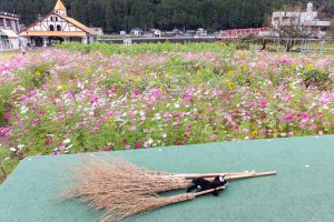 洲原ひまわりの里、ひまわり、コスモス、夏と秋の花、岐阜県美濃市の観光・撮影スポットの画像と写真