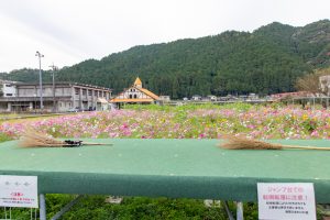 洲原ひまわりの里、ひまわり、コスモス、夏と秋の花、岐阜県美濃市の観光・撮影スポットの画像と写真