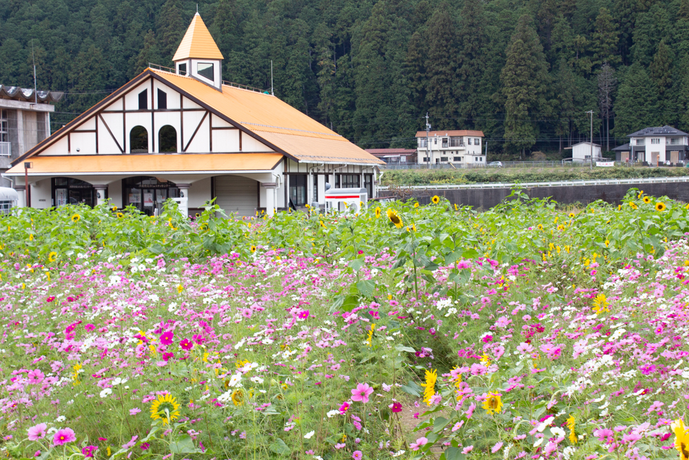 洲原ひまわりの里、ひまわり、コスモス、夏と秋の花、岐阜県美濃市の観光・撮影スポットの画像と写真