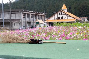 洲原ひまわりの里、ひまわり、コスモス、夏と秋の花、岐阜県美濃市の観光・撮影スポットの画像と写真