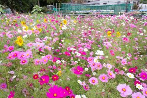 洲原ひまわりの里、ひまわり、コスモス、夏と秋の花、岐阜県美濃市の観光・撮影スポットの画像と写真