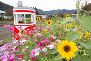 洲原ひまわりの里、ひまわり、コスモス、夏と秋の花、岐阜県美濃市の観光・撮影スポットの画像と写真