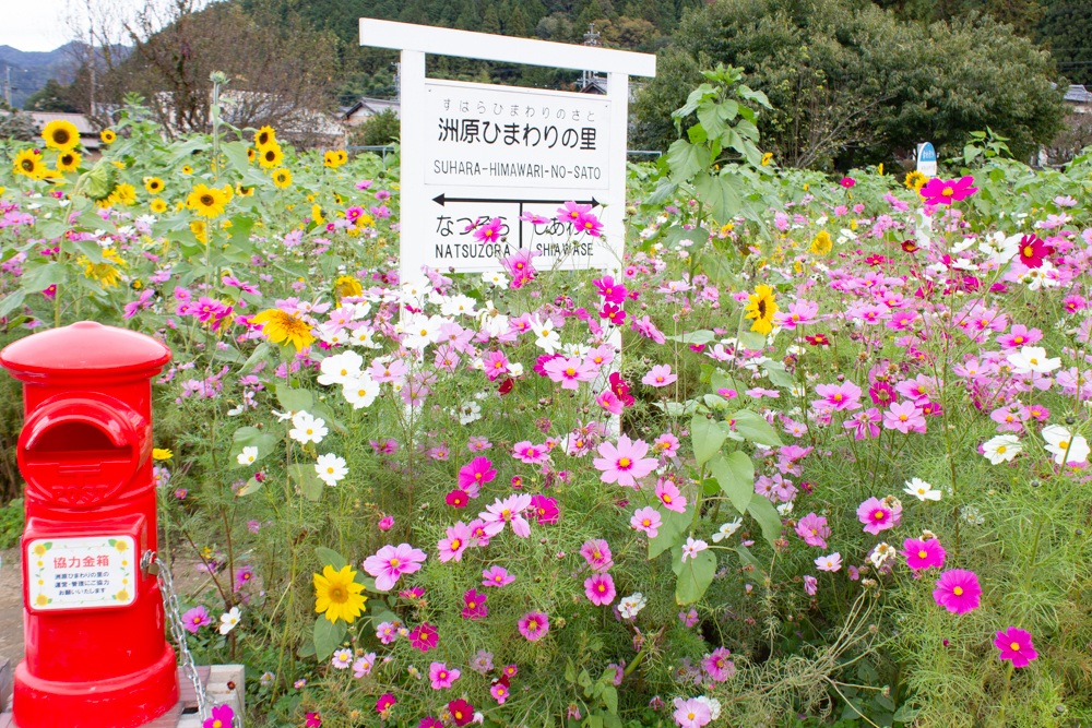 洲原ひまわりの里、ひまわり、コスモス、夏と秋の花、岐阜県美濃市の観光・撮影スポットの画像と写真