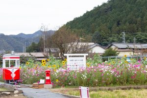 洲原ひまわりの里、ひまわり、コスモス、夏と秋の花、岐阜県美濃市の観光・撮影スポットの画像と写真