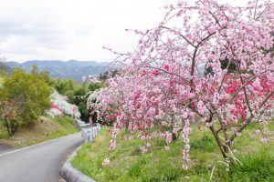 上中のしだれ桃、4月の春の花、愛知県豊田市の観光・撮影スポットの画像と写真