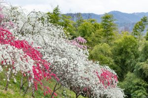上中のしだれ桃、4月の春の花、愛知県豊田市の観光・撮影スポットの画像と写真