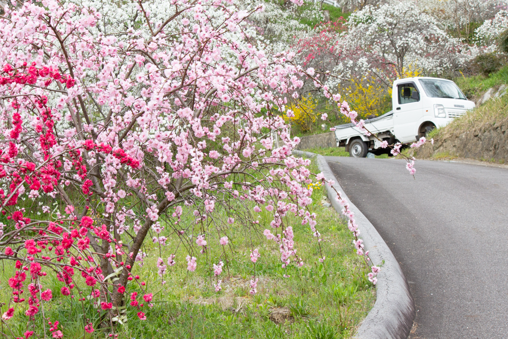 上中のしだれ桃、4月の春の花、愛知県豊田市の観光・撮影スポットの画像と写真