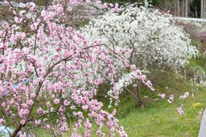 上中上中のしだれ桃、4月の春の花、愛知県豊田市の観光・撮影スポットの画像と写真