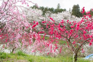 上中のしだれ桃、4月の春の花、愛知県豊田市の観光・撮影スポットの画像と写真