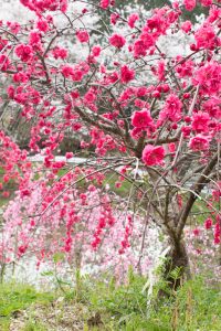 上中のしだれ桃、4月の春の花、愛知県豊田市の観光・撮影スポットの画像と写真