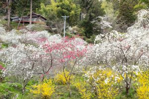 上中のしだれ桃、4月の春の花、愛知県豊田市の観光・撮影スポットの画像と写真