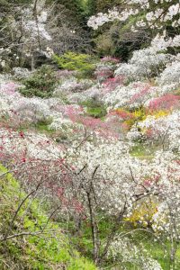 上中のしだれ桃、4月の春の花、愛知県豊田市の観光・撮影スポットの画像と写真