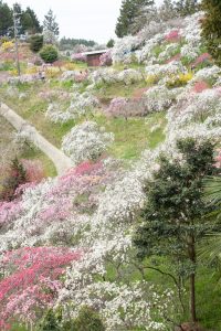 上中のしだれ桃、4月の春の花、愛知県豊田市の観光・撮影スポットの画像と写真上中のしだれ桃、4月の春の花、愛知県豊田市の観光・撮影スポットの画像と写真