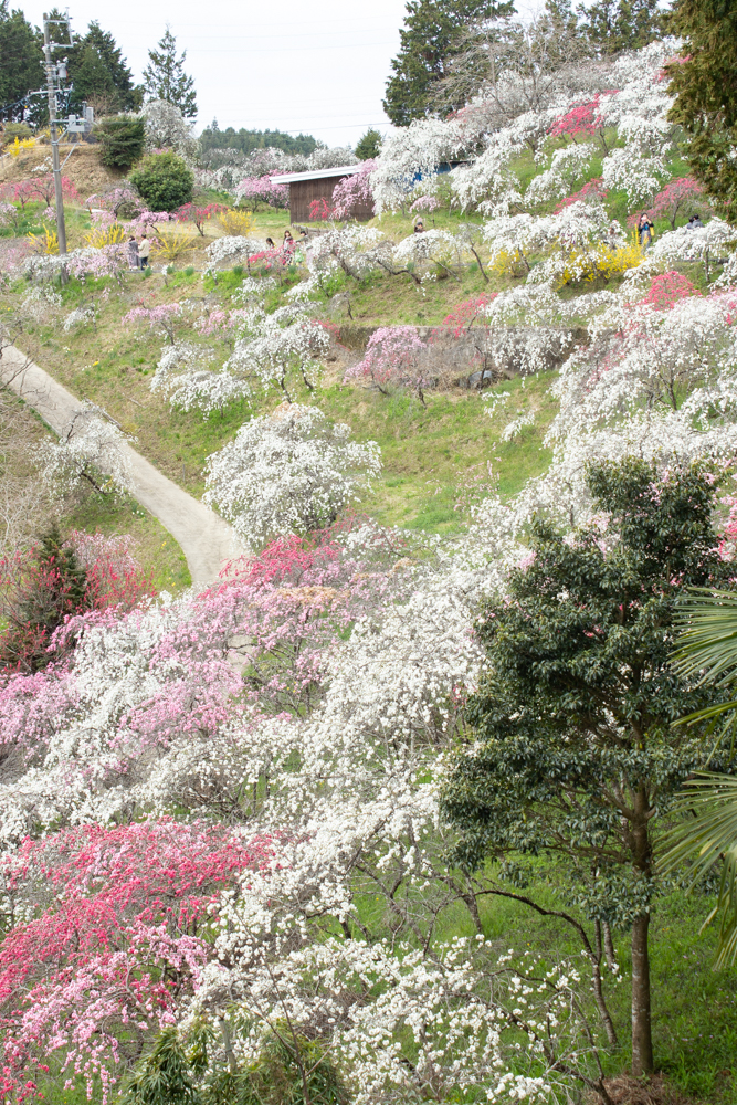 上中のしだれ桃、4月の春の花、愛知県豊田市の観光・撮影スポットの画像と写真上中のしだれ桃、4月の春の花、愛知県豊田市の観光・撮影スポットの画像と写真