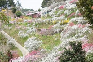 上中のしだれ桃、4月の春の花、愛知県豊田市の観光・撮影スポットの画像と写真