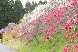 上中のしだれ桃、4月の春の花、愛知県豊田市の観光・撮影スポットの画像と写真上中のしだれ桃、4月の春の花、愛知県豊田市の観光・撮影スポットの画像と写真