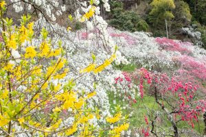 上中のしだれ桃、4月の春の花、愛知県豊田市の観光・撮影スポットの画像と写真