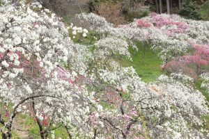 上中のしだれ桃、4月の春の花、愛知県豊田市の観光・撮影スポットの画像と写真