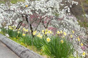 上中のしだれ桃、4月の春の花、愛知県豊田市の観光・撮影スポットの画像と写真