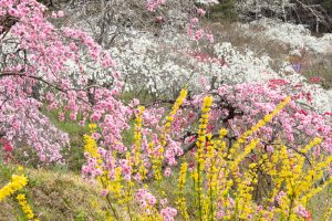 上中のしだれ桃、4月の春の花、愛知県豊田市の観光・撮影スポットの画像と写真
