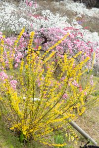 上中のしだれ桃、4月の春の花、愛知県豊田市の観光・撮影スポットの画像と写真