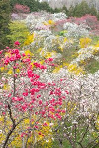 上中のしだれ桃、4月の春の花、愛知県豊田市の観光・撮影スポットの画像と写真