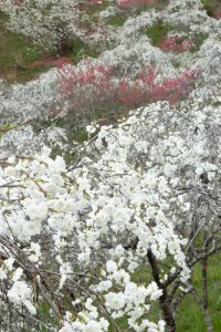 上中のしだれ桃、4月の春の花、愛知県豊田市の観光・撮影スポットの画像と写真