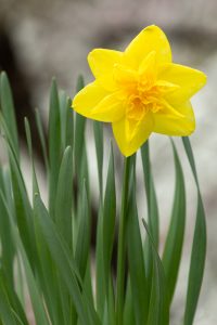 上中のしだれ桃、4月の春の花、愛知県豊田市の観光・撮影スポットの画像と写真