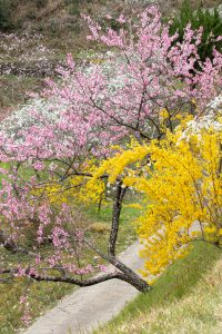 上中のしだれ桃、4月の春の花、愛知県豊田市の観光・撮影スポットの画像と写真