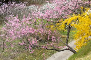 上中のしだれ桃、4月の春の花、愛知県豊田市の観光・撮影スポットの画像と写真