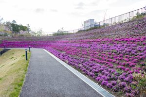 犬山城、芝桜、4月の春の花、愛知県犬山市の観光・撮影スポットの画像と写真