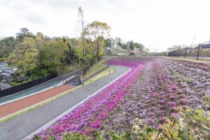 犬山城、芝桜、4月の春の花、愛知県犬山市の観光・撮影ス犬山城、芝桜、4月の春の花、愛知県犬山市の観光・撮影スポットの画像と写真