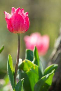 河川環境楽園オアシスパーク、チューリップ、菜の花、愛知県春日井市の観光・撮影スポットの名所