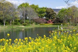 河川環境楽園オアシスパーク、チューリップ、菜の花、愛知県春日井市の観光・撮影スポットの名所