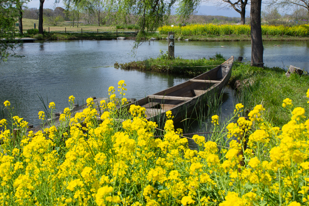 河川環境楽園オアシスパーク、チューリップ、菜の花、愛知県春日井市の観光・撮影スポットの名所