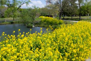 河川環境楽園オアシスパーク、チューリップ、菜の花、愛知県春日井市の観光・撮影スポットの名所
