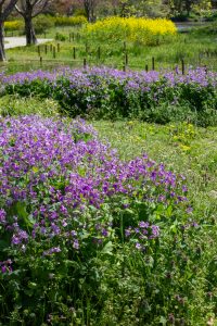 河川環境楽園オアシスパーク、チューリップ、菜の花、愛知県春日井市の観光・撮影スポットの名所