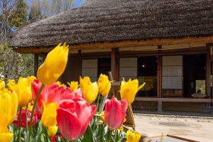 河川環境楽園オアシスパーク、チューリップ、菜の花、愛知県春日井市の観光・撮影スポットの名所