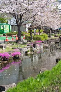 河川環境楽園オアシスパーク、チューリップ、菜の花、愛知県春日井市の観光・撮影スポットの名所