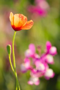川名公園、4月の春の花、名古屋市昭和区の観光・撮影スポットの画像と写真