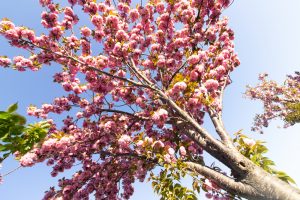 川名公園、4月の春の花、名古屋市昭和区の観光・撮影スポットの画像と写真