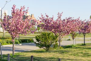 川名公園、4月の春の花、名古屋市昭和区の観光・撮影スポットの画像と写真
